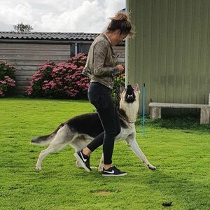 Hondenschool Joy image 2