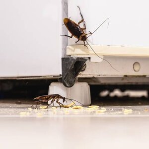 Ongediertebestrijding Jonker B.V. image 2