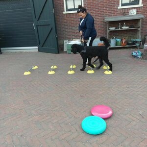 Hondentraining Noord-Holland image 2