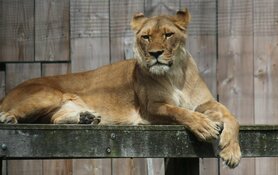 Landgoed Hoenderdaell verkozen tot &#39;Leukste uitje van Noord-Holland&#39;