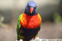 Landgoed Hoenderdaell verkozen tot &#39;Leukste uitje van Noord-Holland&#39;