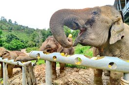World Animal Protection start actie voor olifanten: 'Thaise olifanten in de problemen door coronacrisis'
