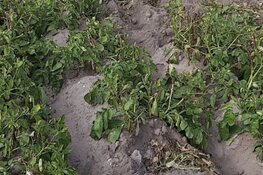 Boer in Anna Paulowna waarschuwt collega&#39;s voor pieperdieven