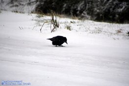 Winterse zondag in beeld