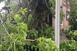 Grote boom tegen woning gewaaid in Westerland, veel schade
