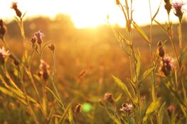 Droog en zonnig weer houdt komende week aan
