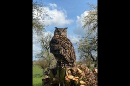 Puppylessen in het teken van de ALSToppers bij de Wironruiters