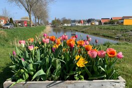 Doe dit jaar mee met de Bloemendagen