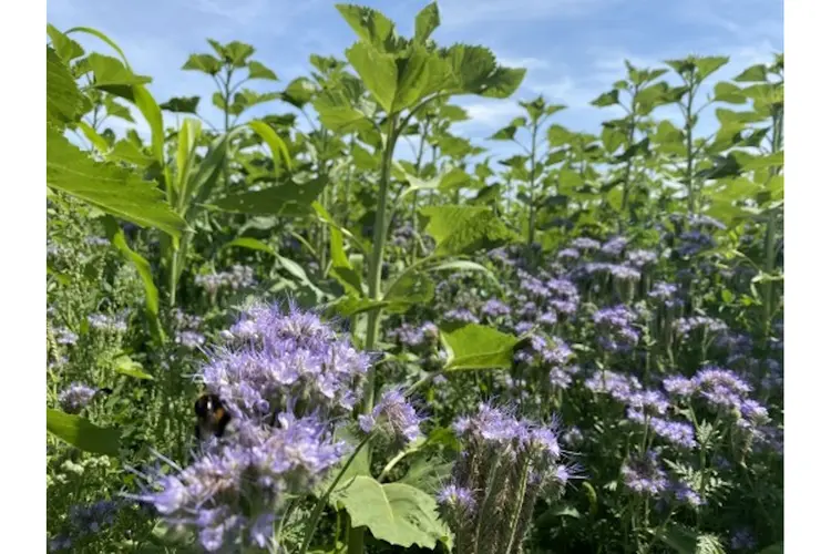 Hollands Kroon krijgt er 200 ha biodiverse akkers bij; beter voor klimaat en stikstof