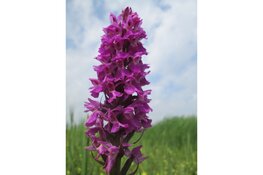 Ontdek de bijzondere planten van De Verzakking bij het Amstelmeer