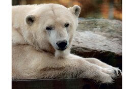 Samenwerken voor een beerwaardig bestaan