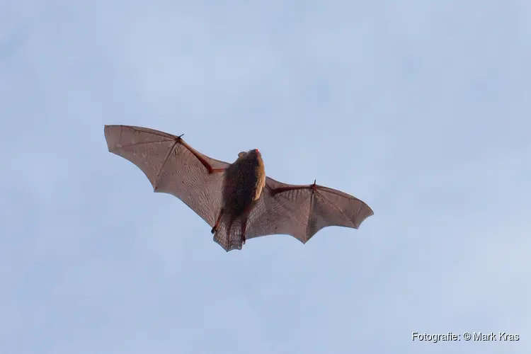 Speuren naar vleermuizen in het Robbenoordbos