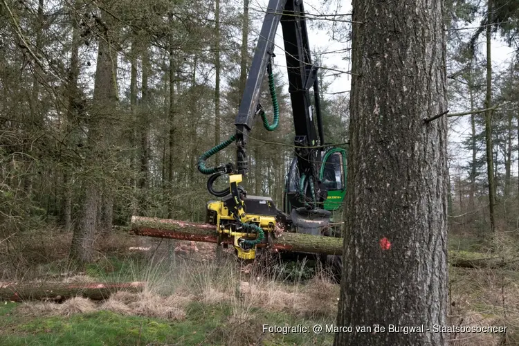 Staatsbosbeheer organiseert excursies over bosbeheer in Robbenoordbos