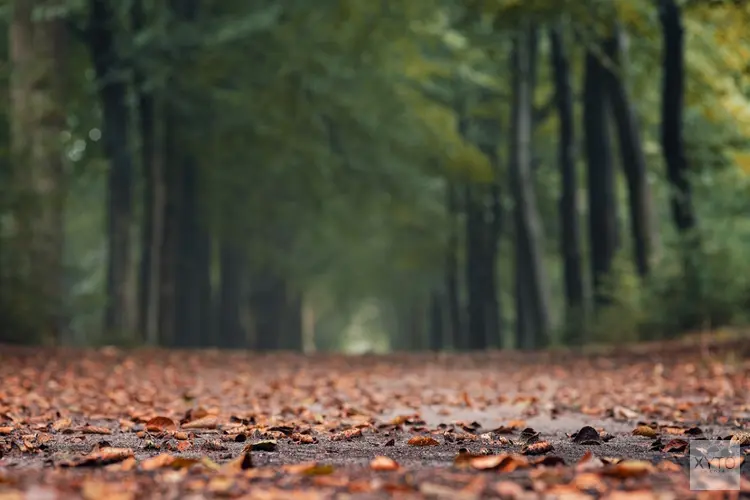 Ook komende week aanhoudend rustig herfstweer