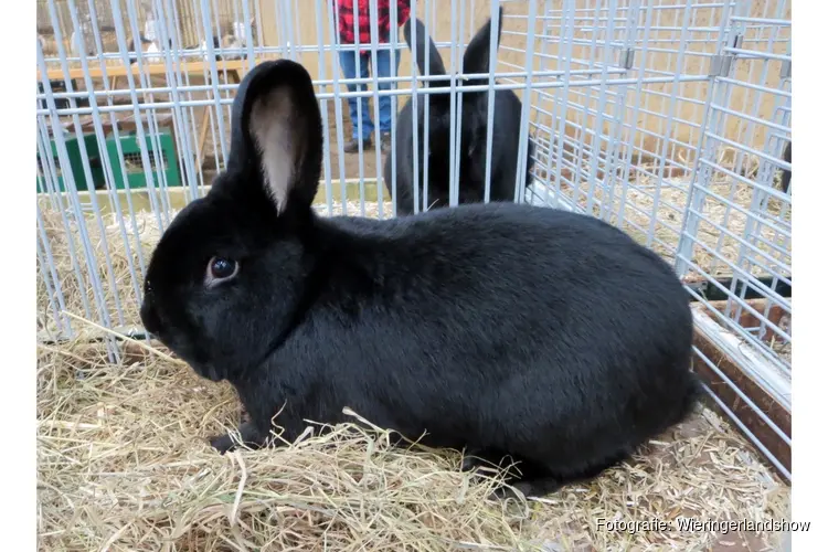 29e editie van de Kleindierenshow: De Wieringerlandshow