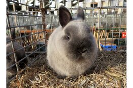 29e editie van de Kleindierenshow: De Wieringerlandshow