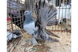 29e editie van de Kleindierenshow: De Wieringerlandshow