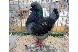 29e editie van de Kleindierenshow: De Wieringerlandshow