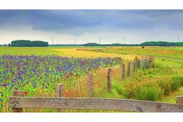 Op de trekker klimmen en tulpen plukken?