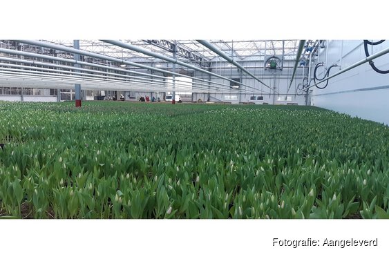 Kijkje achter de schermen bij Kruijer Bloembollen