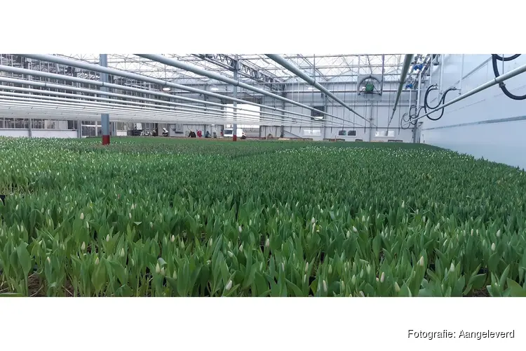 Kijkje achter de schermen bij Kruijer Bloembollen