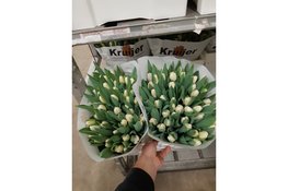 Kijkje achter de schermen bij Kruijer Bloembollen