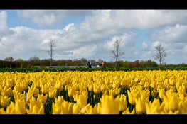 De Bloemendagen 2026