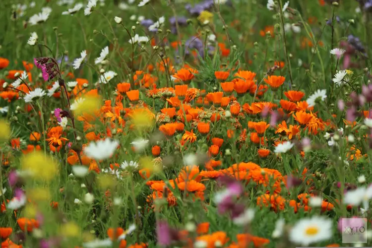 Onderzoek bevestigt: natuurvriendelijk bermbeheer helpt biodiversiteit vooruit