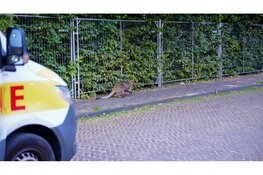 Vermiste Wallaby gevangen in Middenmeer na verdovingsschot