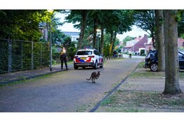 Vermiste Wallaby gevangen in Middenmeer na verdovingsschot
