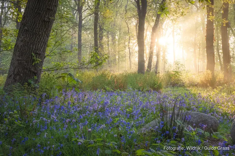 Help de natuur in het mooiste bos in de regio!