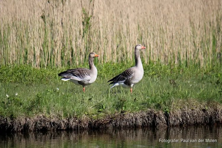 Einde aan jarenlange groei van ganzenschade in Noord-Holland