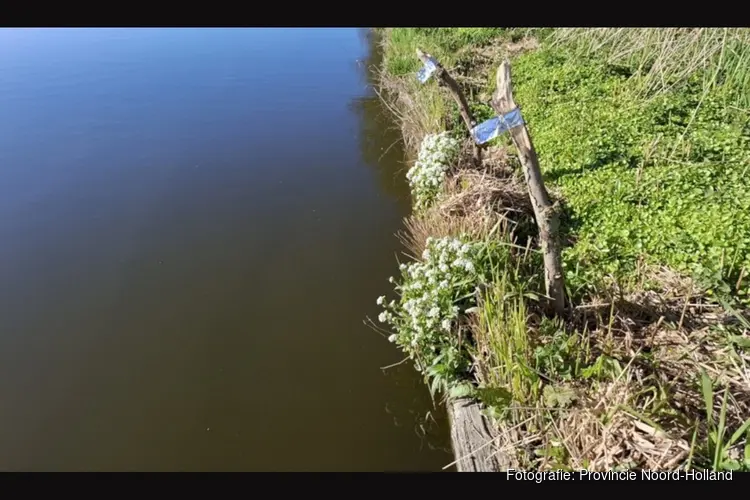 Natuur krijgt ruimte bij werkzaamheden aan de Westfriesche Vaart