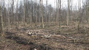 Start aanleg windmolenpark Robbenoordbos: tientallen bomen moeten wijken voor windturbines