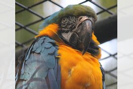 Jongens vinden gestolen ara Hoenderdaell terug in dichtgeritste tas