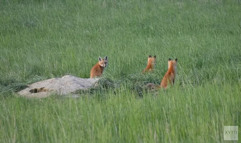 Vossen bijten 23 kippen dood op boerderij in Hippolytushoef
