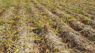 Boeren blij, maar óók bezorgd dat het gaat regenen