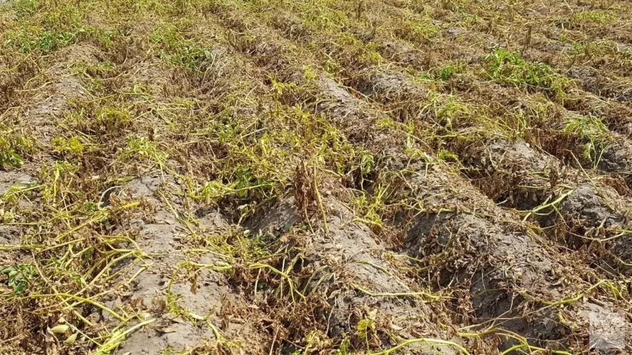 Boeren blij, maar óók bezorgd dat het gaat regenen