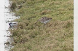 Vogels in de hoofrol bij het Rundveemuseum in Aartswoud