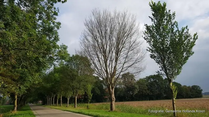 Iepziekte slaat weer toe in Hollands Kroon